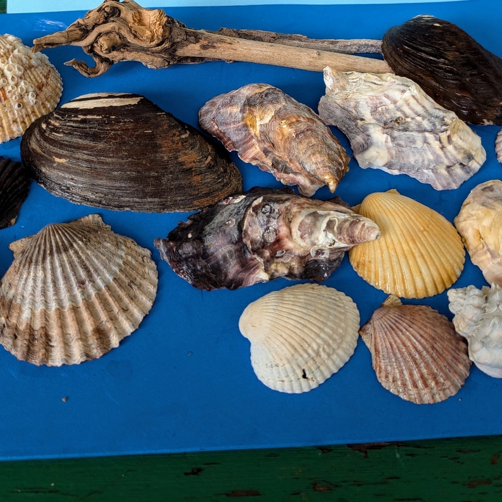 Sea Shell and Driftwood Bundle